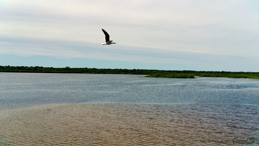 Essential Drone Travel Tips: Everything You Need to Know